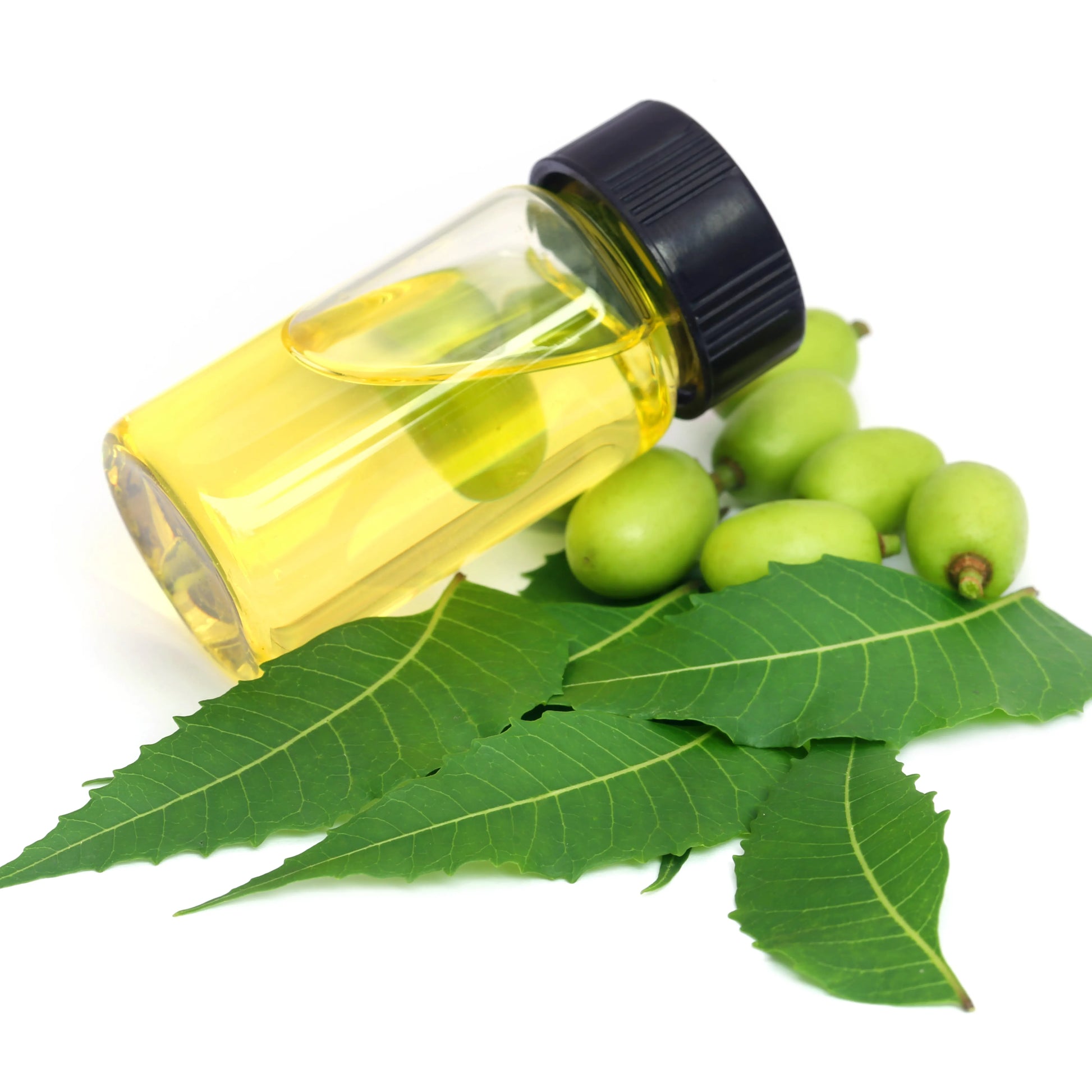 Neem_Seed_Oil_1