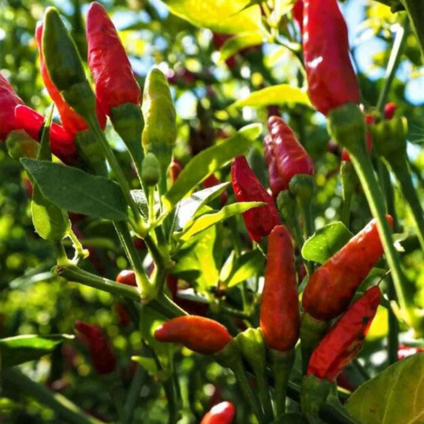 Chili_pepper_Bird_eye_2
