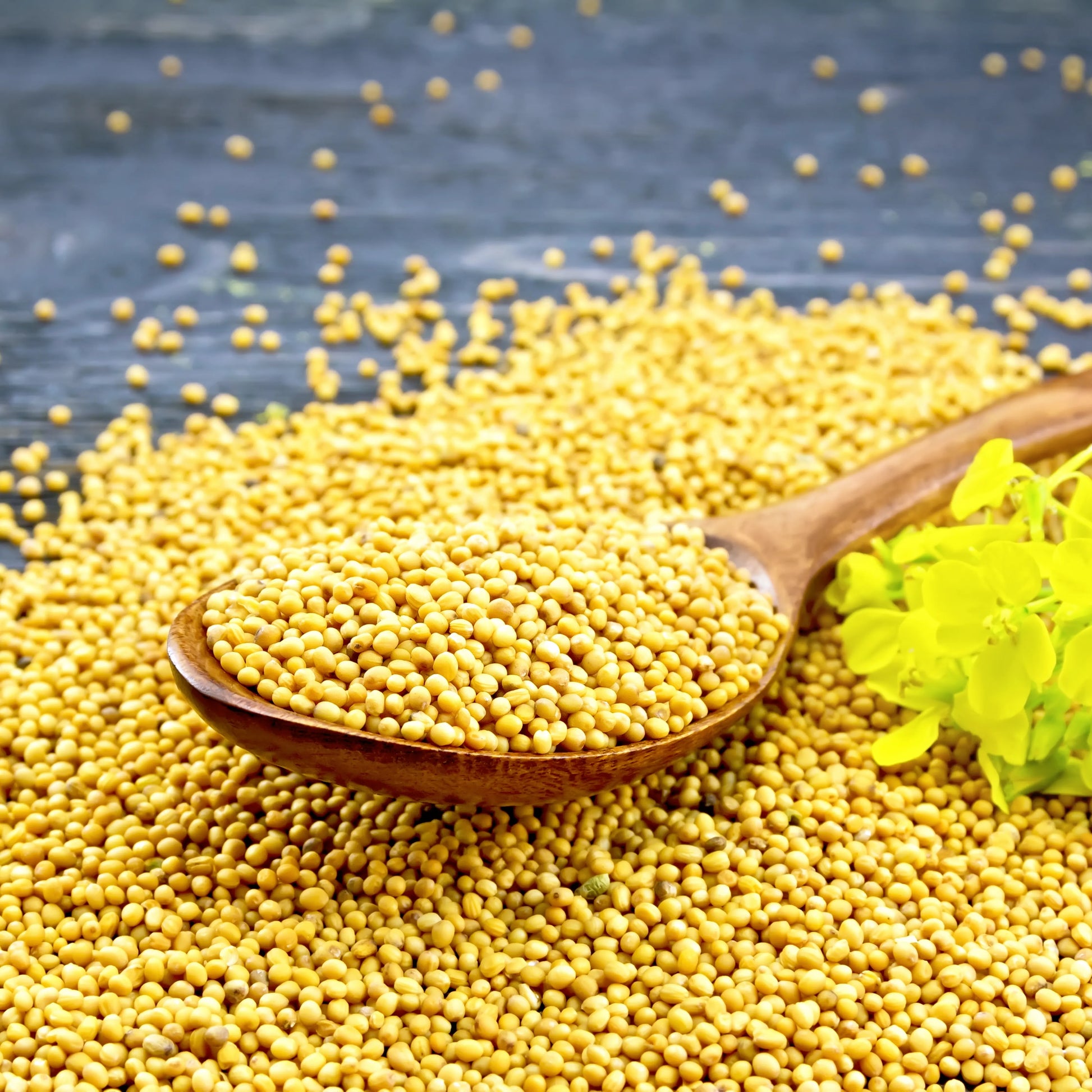 Mustard_seeds_2