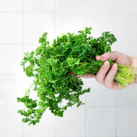 Parsley_leaves_2
