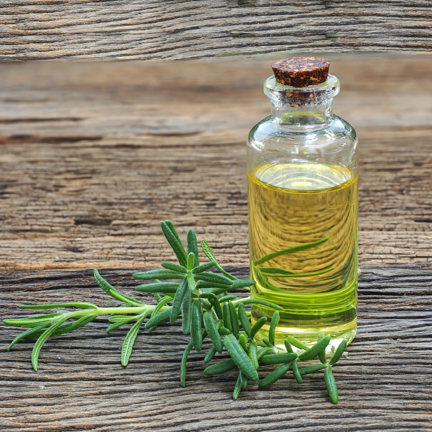 Rosemary Camphor Oil