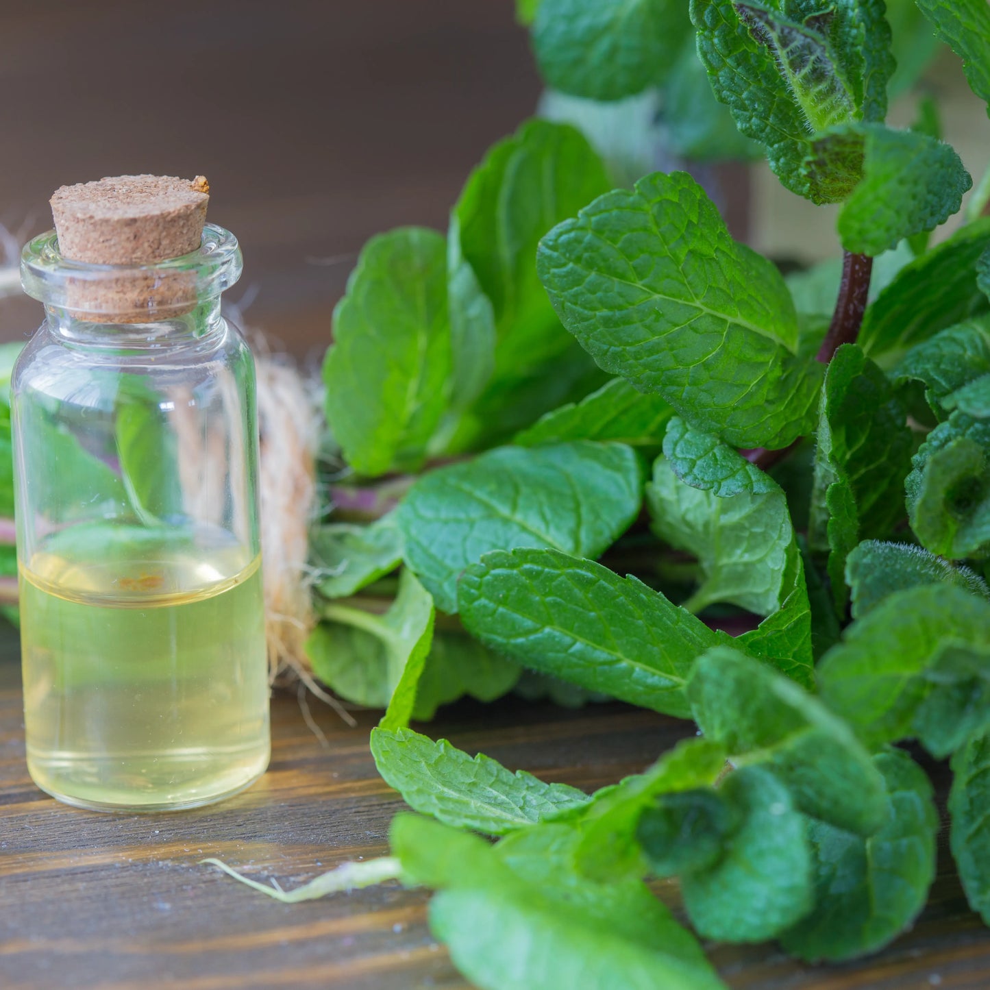 Peppermint Mentha Arvensis Oil