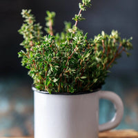 Thyme Oil