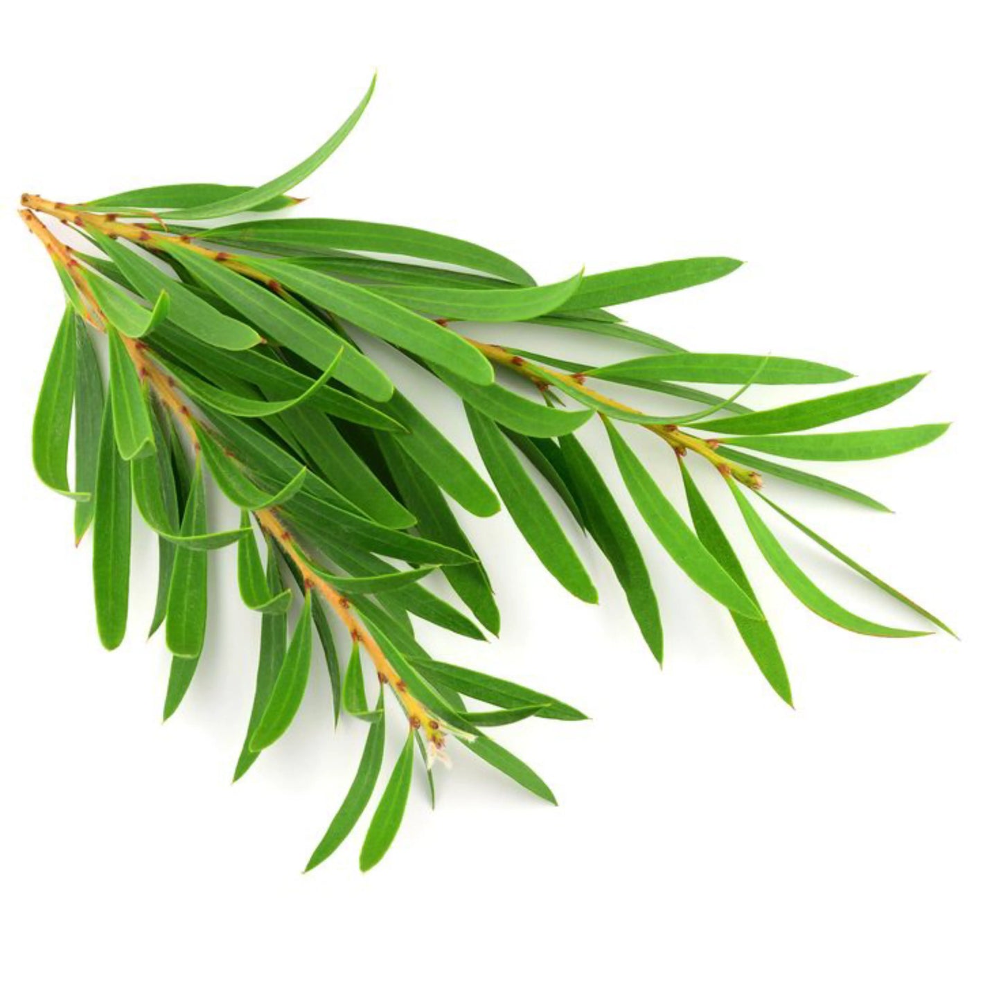 Tea Tree (Australian) Oil