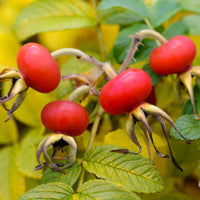 Rosehip Seed Oil