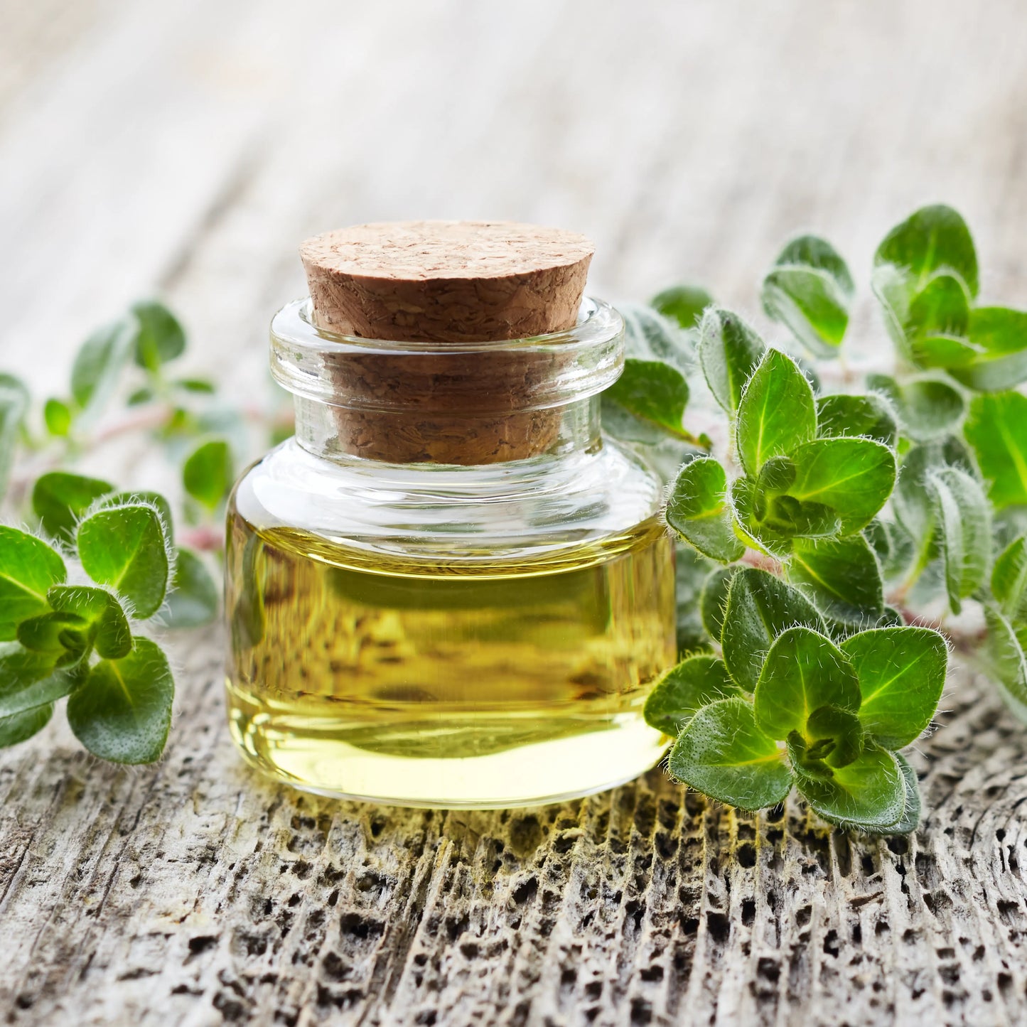 Oregano Oil