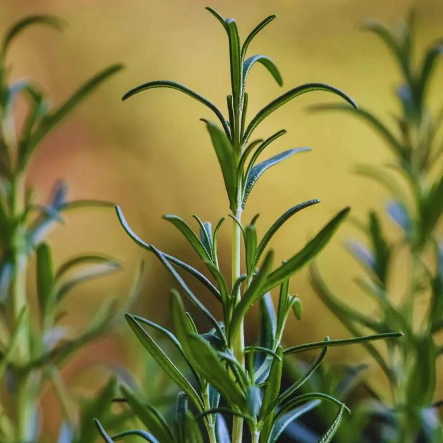 Tea Tree (Australian) Oil