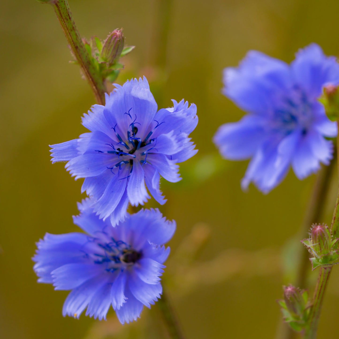 Linseed (flax)