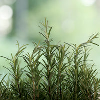 Tarragon